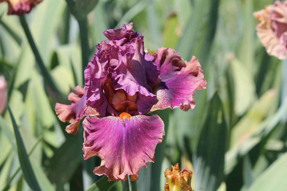 Photo of Tall Bearded Iris (Iris 'Fly Your Colors') uploaded by ARUBA1334