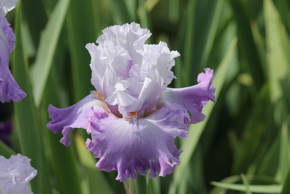 Photo of Tall Bearded Iris (Iris 'Enamored') uploaded by ARUBA1334