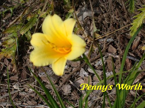 Photo of Daylily (Hemerocallis 'Penny's Worth') uploaded by Joy