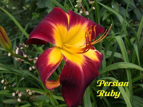 Photo of Daylily (Hemerocallis 'Persian Ruby') uploaded by Joy