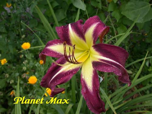 Photo of Daylily (Hemerocallis 'Planet Max') uploaded by Joy