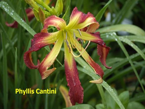 Photo of Daylily (Hemerocallis 'Phyllis Cantini') uploaded by Joy