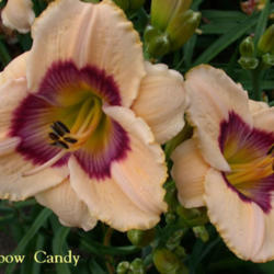 
Photo Courtesy of Crossview Gardens. Used with Permission.