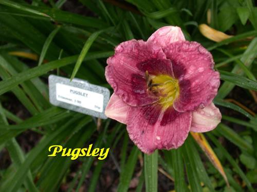 Photo of Daylily (Hemerocallis 'Pugsley') uploaded by Joy