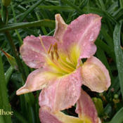 Photo Courtesy of Crossview Gardens. Used with Permission.