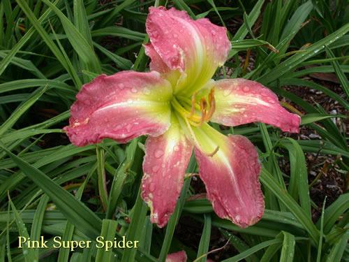Photo of Daylily (Hemerocallis 'Pink Super Spider') uploaded by Joy