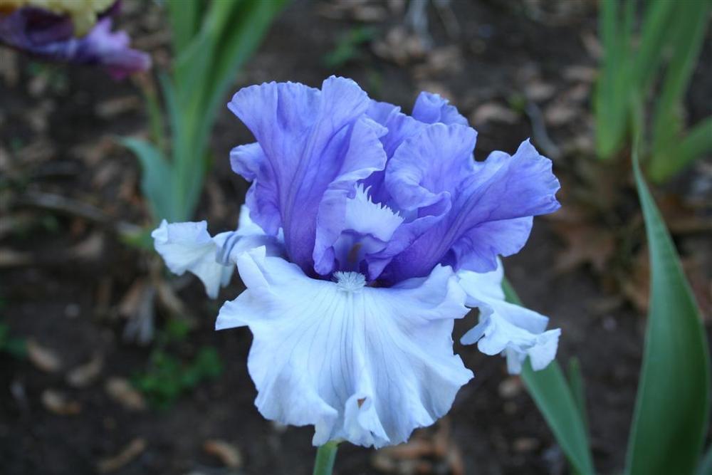Photo of Tall Bearded Iris (Iris 'Crowned Heads') uploaded by KentPfeiffer