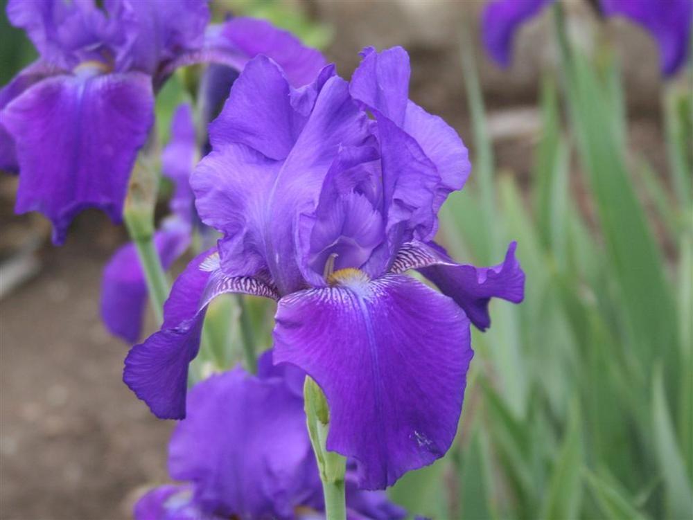 Photo of Tall Bearded Iris (Iris 'Autumn Bugler') uploaded by KentPfeiffer