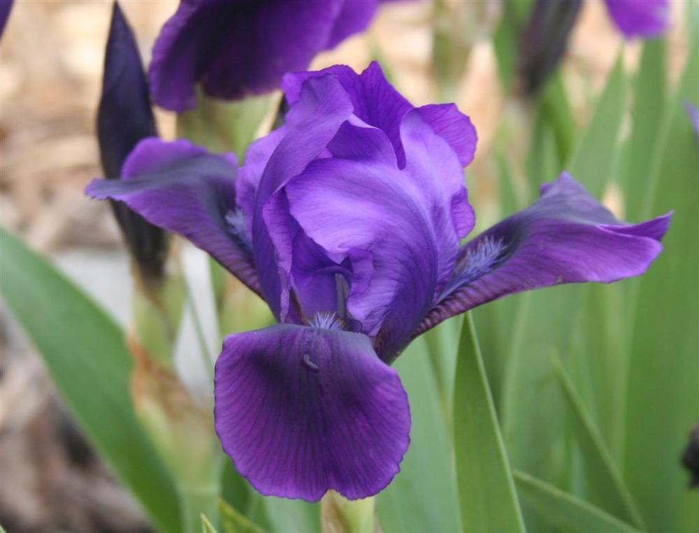 Photo of Intermediate Bearded Iris (Iris 'Eleanor Roosevelt') uploaded by KentPfeiffer