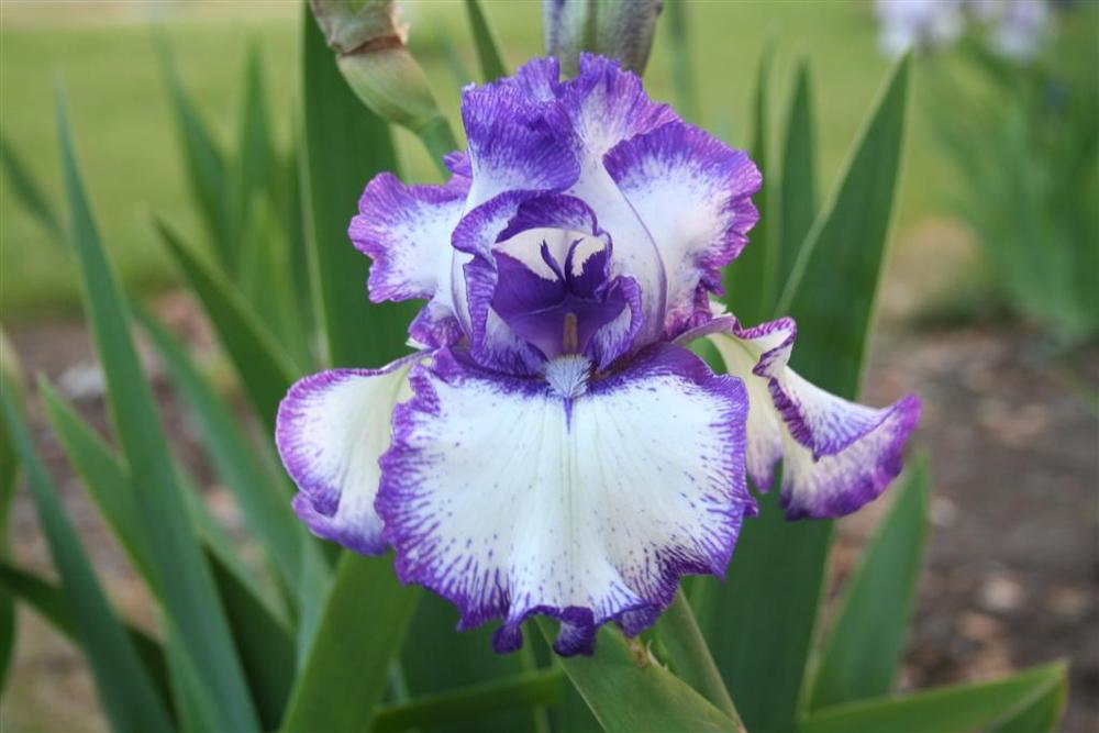 Photo of Tall Bearded Iris (Iris 'Blueberry Ice') uploaded by KentPfeiffer