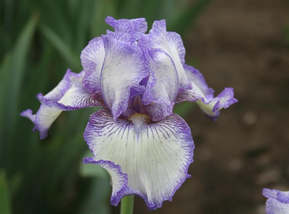 Photo of Tall Bearded Iris (Iris 'Earl of Essex') uploaded by KentPfeiffer