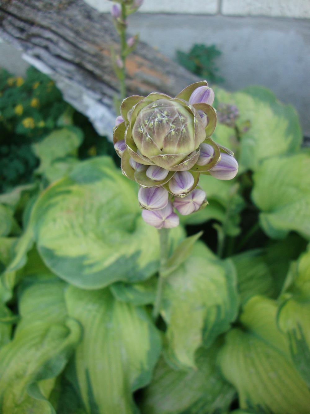 Photo of Hosta 'Old Glory' uploaded by Paul2032