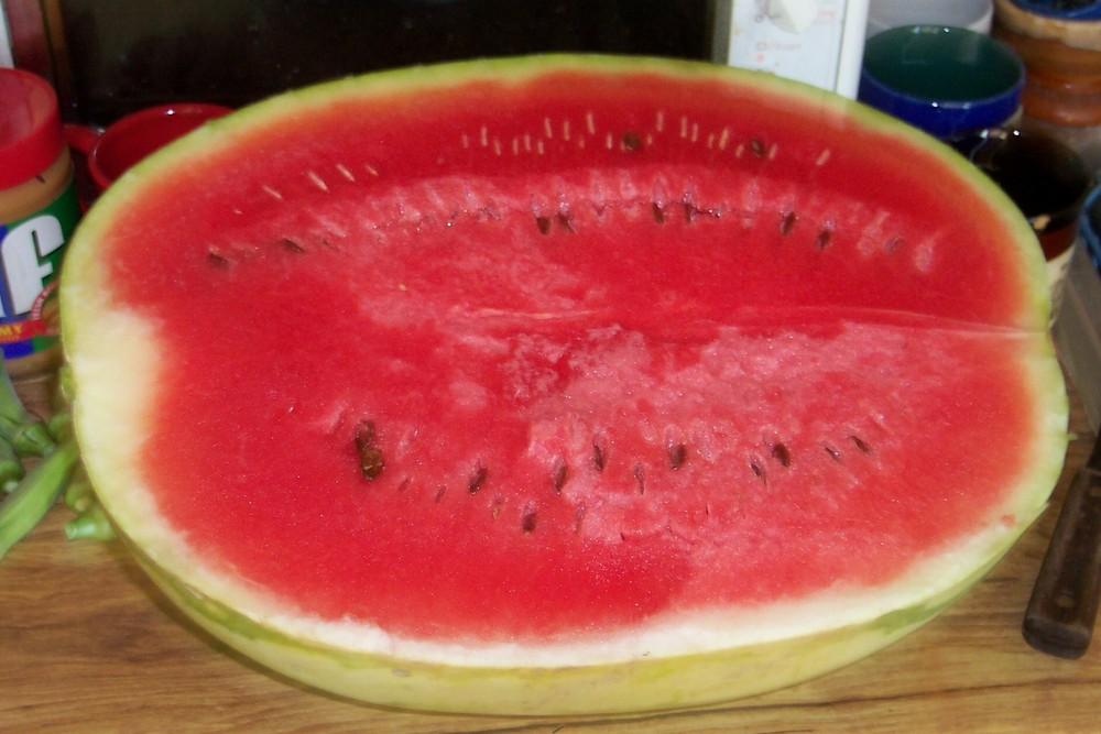 Photo of Watermelon (Citrullus lanatus 'AU Sweet Scarlet') uploaded by farmerdill
