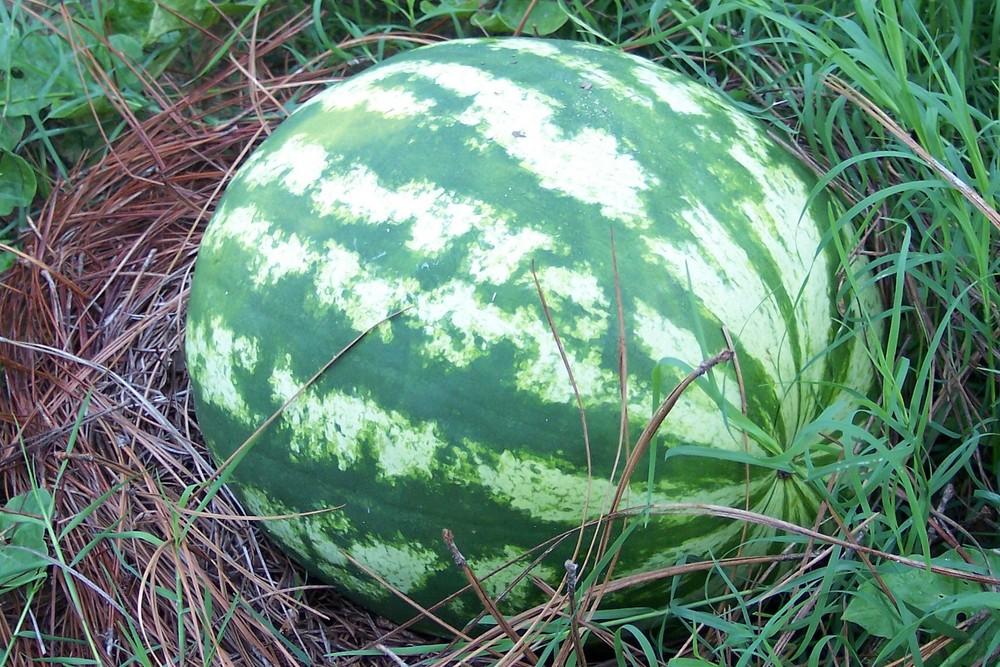 Photo of Watermelon (Citrullus lanatus 'Crimson Sweet') uploaded by farmerdill