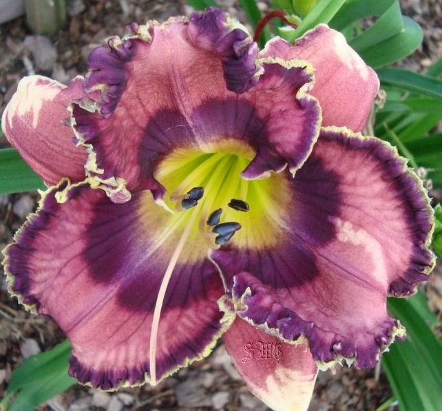 Photo of Daylily (Hemerocallis 'God Save the Queen') uploaded by mistyfog