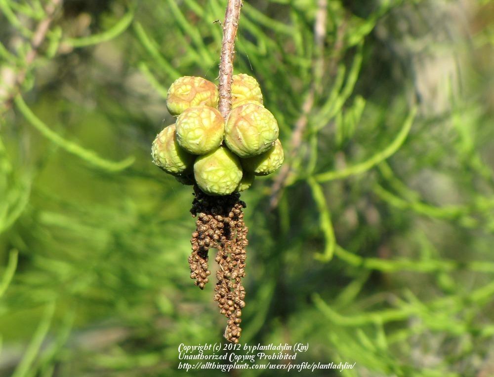 Photo of Pond Cypress (Taxodium distichum var. imbricarium) uploaded by plantladylin