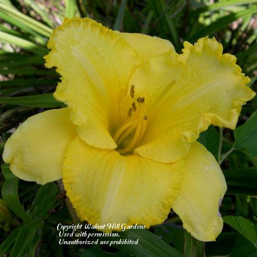Photo of Daylily (Hemerocallis 'Fuss and Bother') uploaded by vic