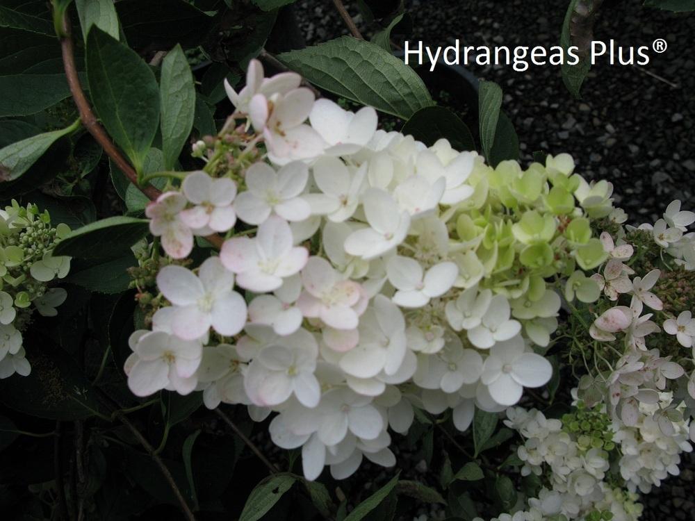 Photo of Peegee Hydrangea (Hydrangea paniculata 'Grandiflora') uploaded by vic