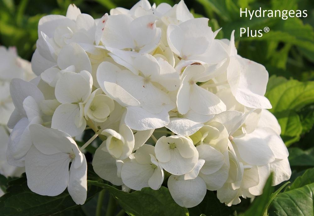 Photo of Bigleaf Hydrangea (Hydrangea macrophylla 'Soeur Therese') uploaded by vic