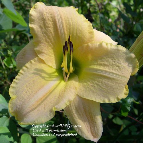 Photo of Daylily (Hemerocallis 'Foxes Lair') uploaded by vic