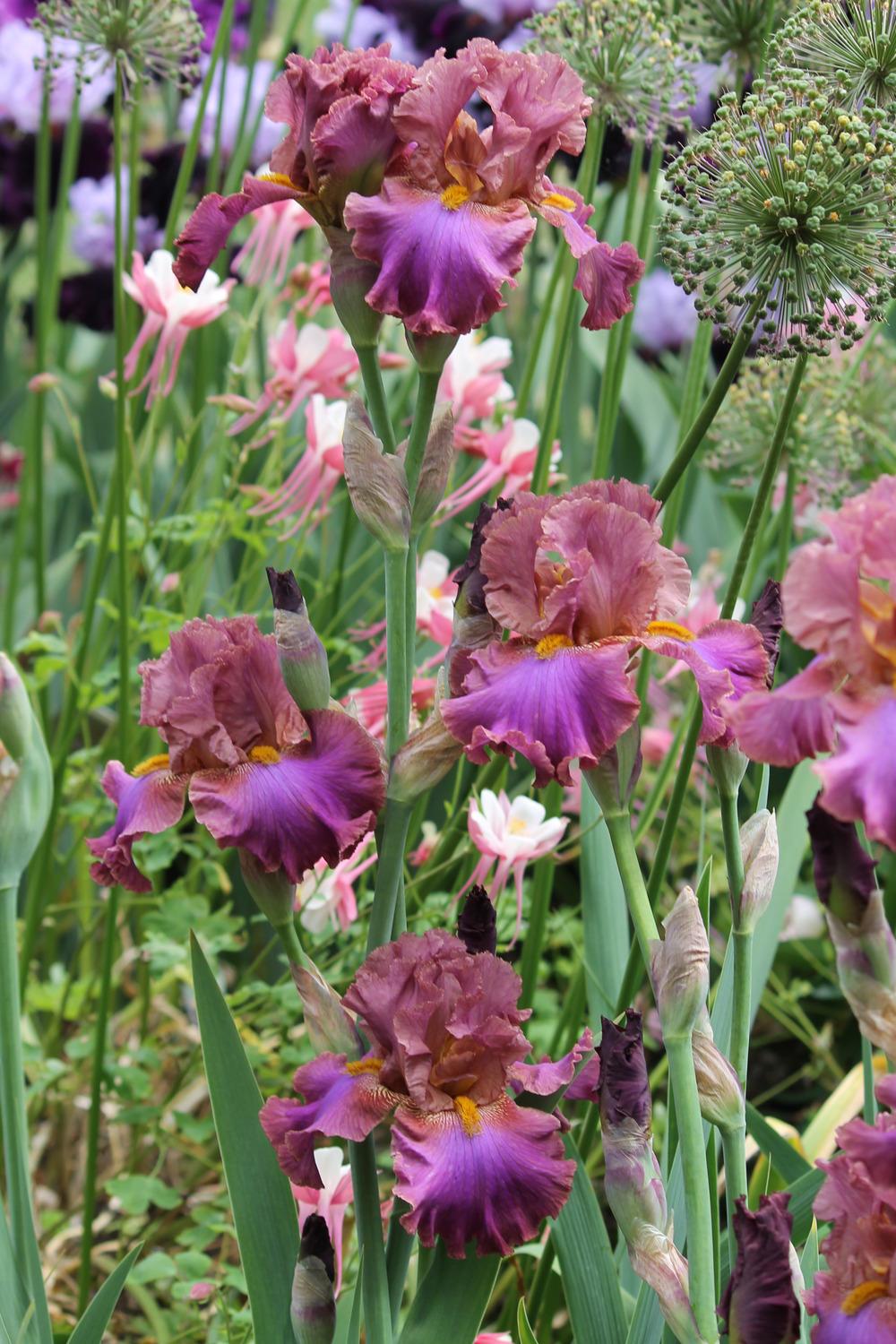 Photo of Tall Bearded Iris (Iris 'Dance the Night Away') uploaded by ARUBA1334