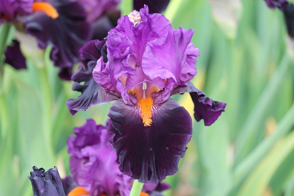 Photo of Tall Bearded Iris (Iris 'Sharp Dressed Man') uploaded by ARUBA1334