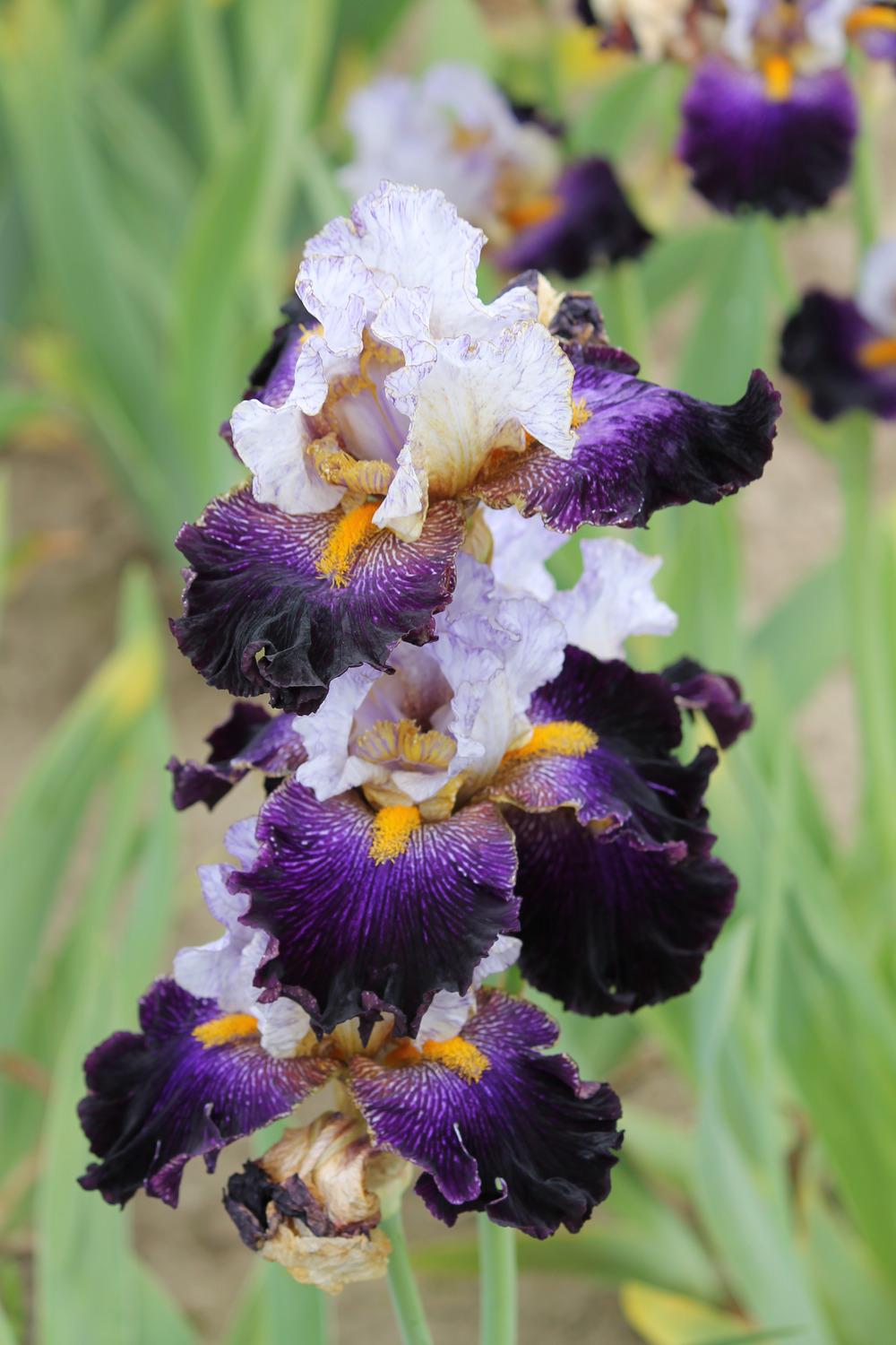 Photo of Tall Bearded Iris (Iris 'Opening Number') uploaded by ARUBA1334
