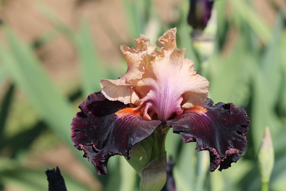 Photo of Tall Bearded Iris (Iris 'Feudalism') uploaded by ARUBA1334