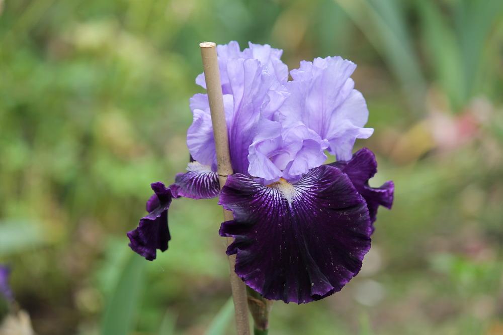 Photo of Tall Bearded Iris (Iris 'Visual Intrigue') uploaded by ARUBA1334