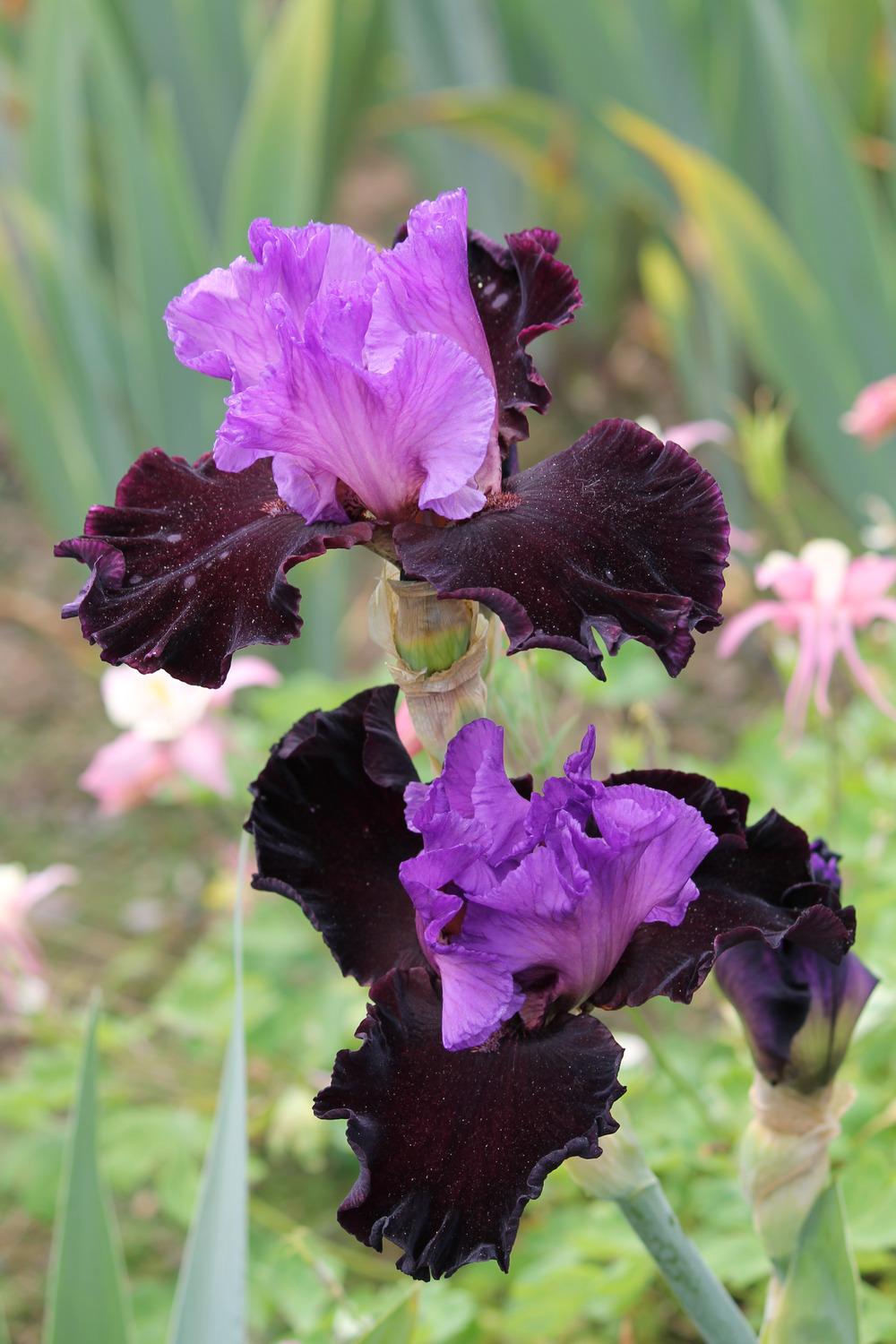 Photo of Tall Bearded Iris (Iris 'Italian Velvet') uploaded by ARUBA1334