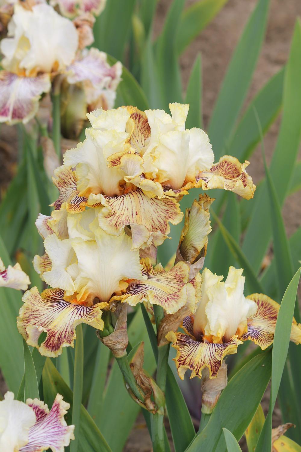 Photo of Tall Bearded Iris (Iris 'Insaniac') uploaded by ARUBA1334