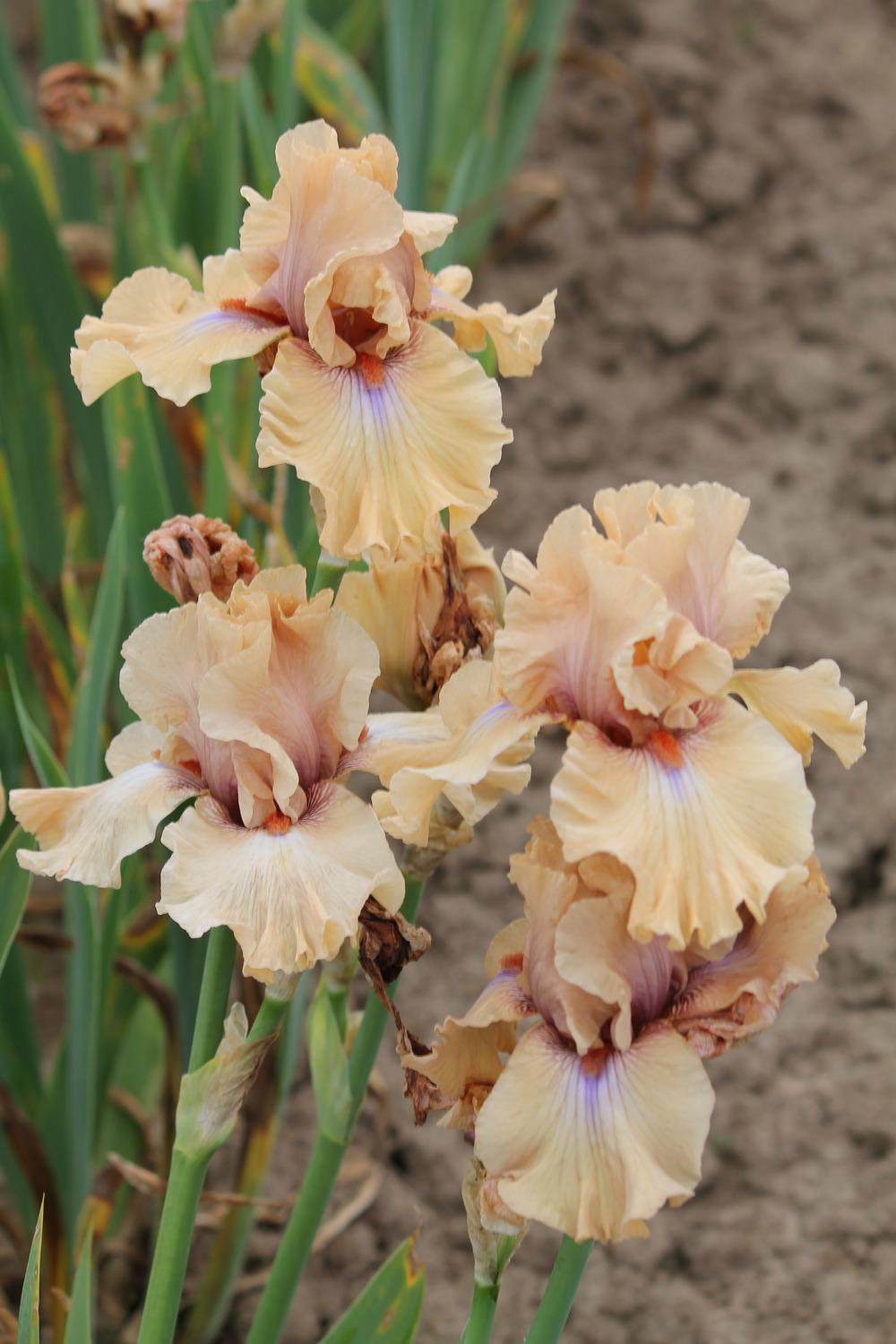 Photo of Tall Bearded Iris (Iris 'Amber Essence') uploaded by ARUBA1334