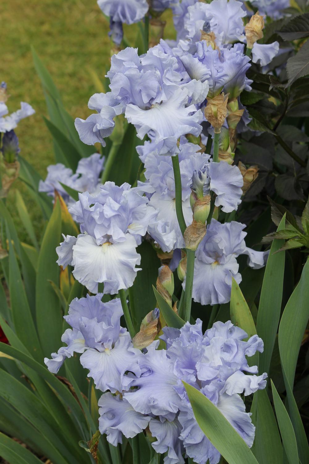 Photo of Tall Bearded Iris (Iris 'Into the Blue') uploaded by ARUBA1334