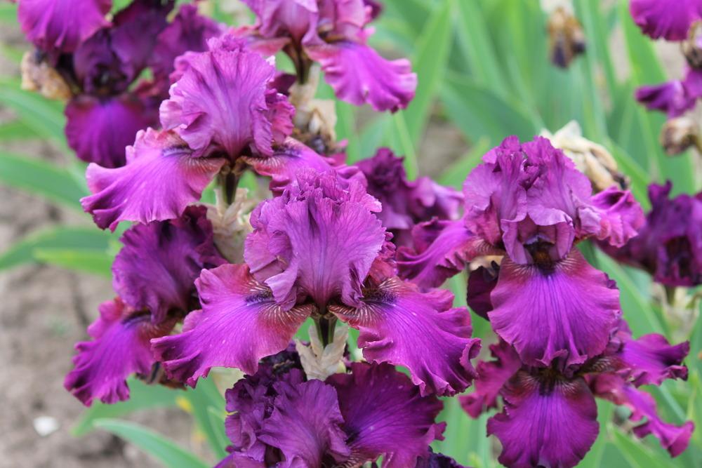 Photo of Tall Bearded Iris (Iris 'Palace Symphony') uploaded by ARUBA1334