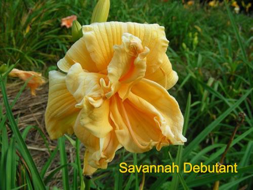 Photo of Daylily (Hemerocallis 'Savannah Debutante') uploaded by Joy