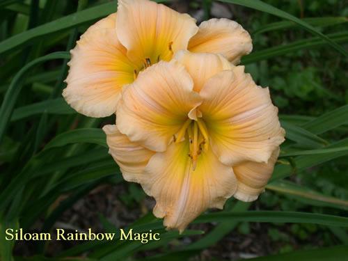 Photo of Daylily (Hemerocallis 'Siloam Rainbow Magic') uploaded by Joy