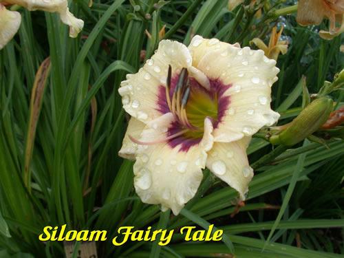Photo of Daylily (Hemerocallis 'Siloam Fairy Tale') uploaded by Joy