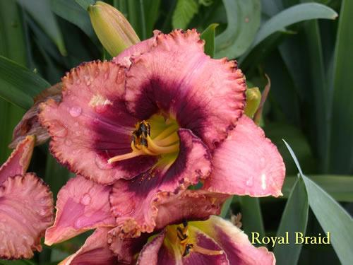 Photo of Daylily (Hemerocallis 'Royal Braid') uploaded by Joy