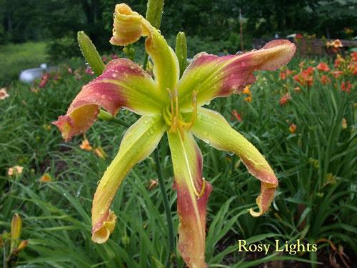 Photo of Daylily (Hemerocallis 'Rosy Lights') uploaded by Joy