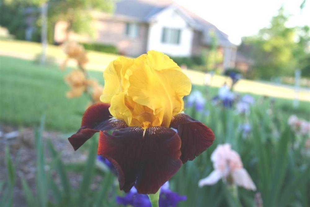 Photo of Tall Bearded Iris (Iris 'Taco Supreme') uploaded by KentPfeiffer