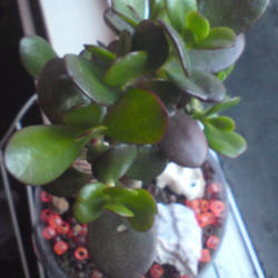 
Date: 2012-07-04
[...my Jade plant.]