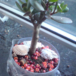 
Date: 2012-07-04
[...my Jade plant.]