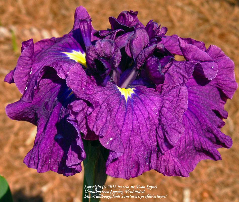 Photo of Japanese Iris (Iris ensata 'Blue Twilight Moon') uploaded by eclayne