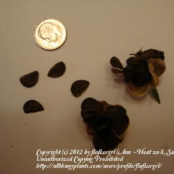 Location: zone 8 Lake City, Fl.
Date: 2012-06-29
seeds & ripe seed pods