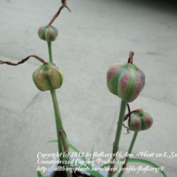 Location: zone 8 Lake City, Fl.
Date: 2012-06-22
seed pods just about to ripen