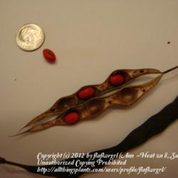 Location: zone 8 Lake City, Fl.
Date: 2012-06-29
seeds & ripe seed pods