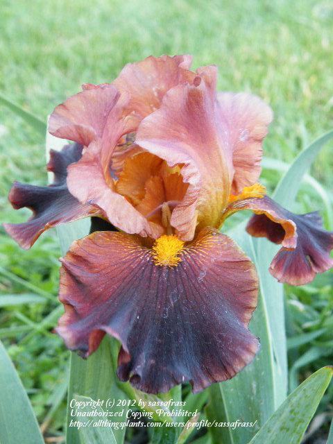 Photo of Tall Bearded Iris (Iris 'Nut and Honey') uploaded by sassafrass