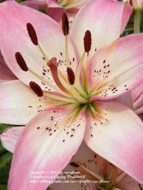 Photo of Lily (Lilium 'Rosella's Dream') uploaded by sassafrass