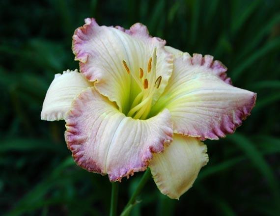 Photo of Daylily (Hemerocallis 'Kisses from Heaven') uploaded by shive1