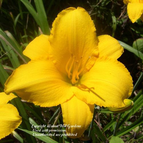 Photo of Daylily (Hemerocallis 'Yesterday's Papers') uploaded by vic